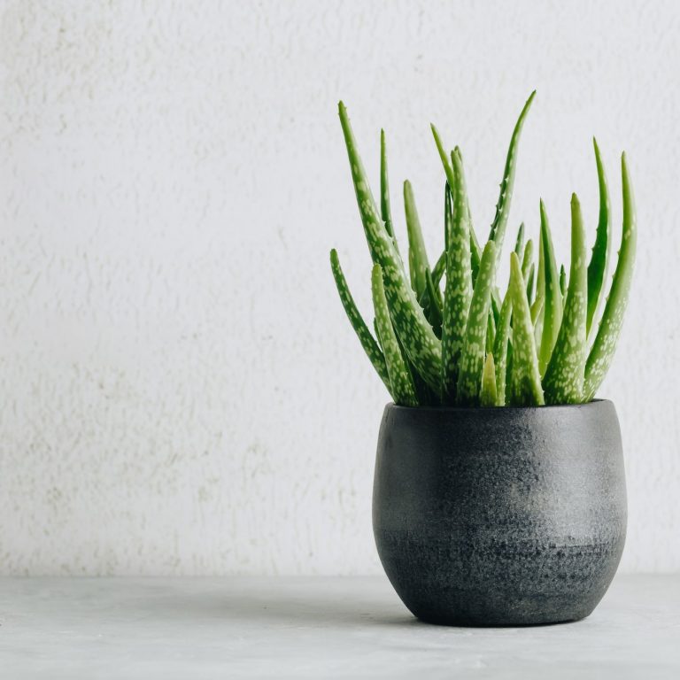 Aloe