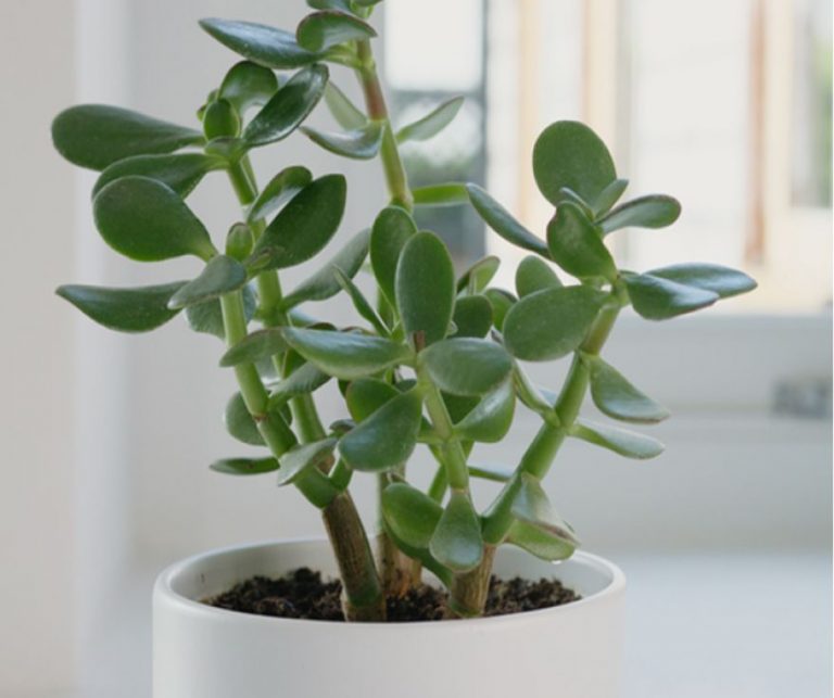 jade