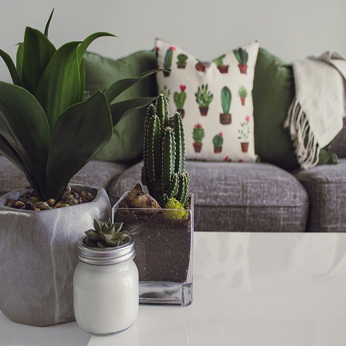 Plant